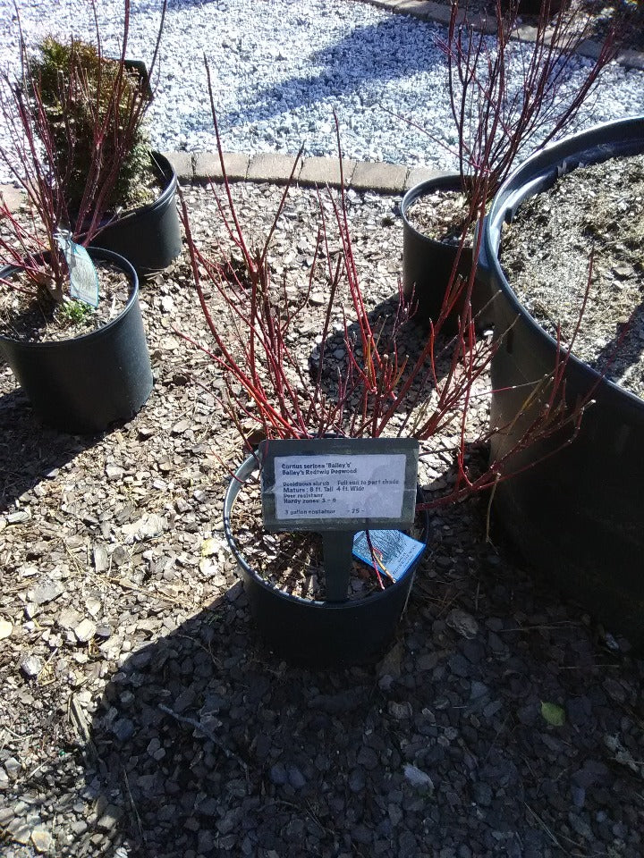 Bailey's Red Twig Dogwood (Cornus sericea 'Bailey's') - image 2