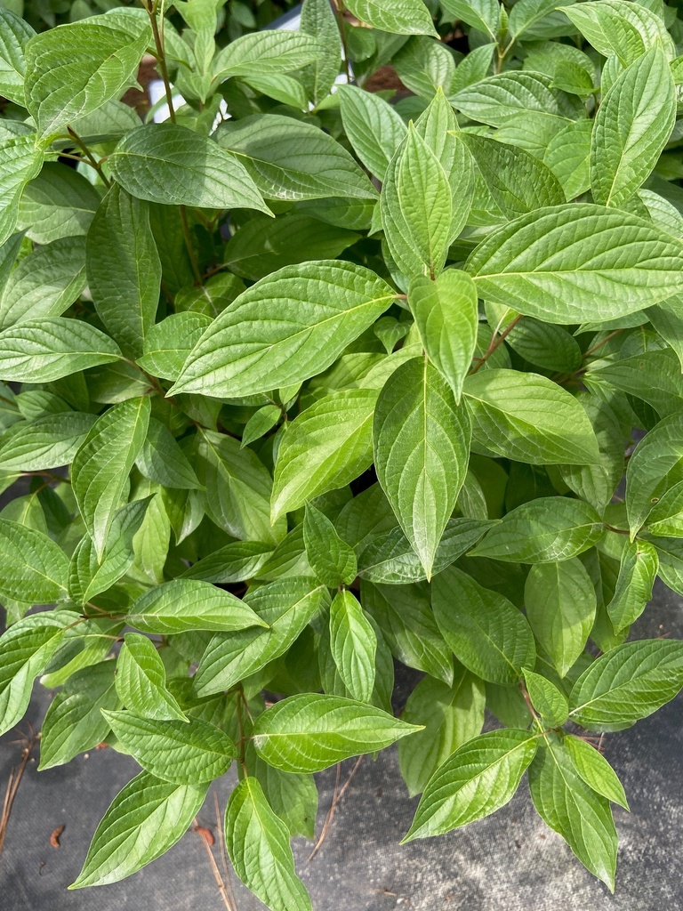 Bailey's Red Twig Dogwood (Cornus sericea 'Bailey's') - image 4