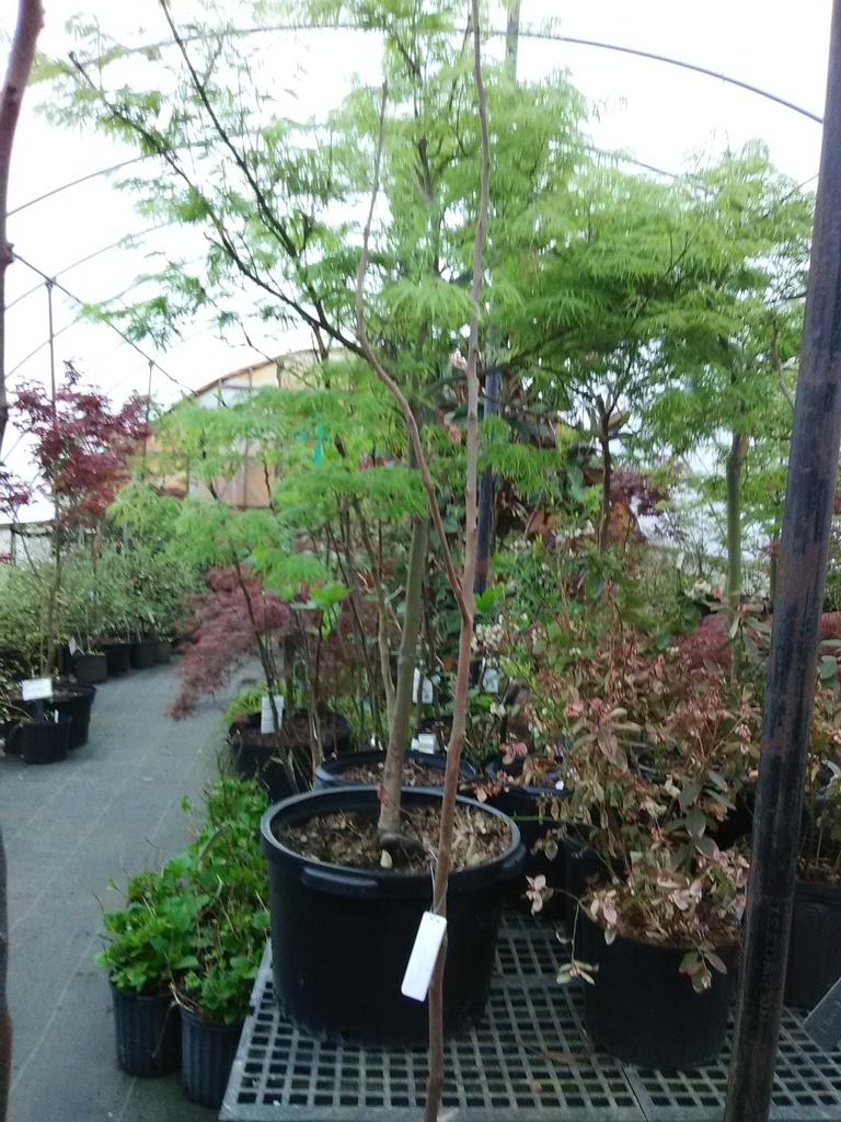 Waterfall Japanese Maple - Acer palmatum dissectum 'Waterfall' - image 2