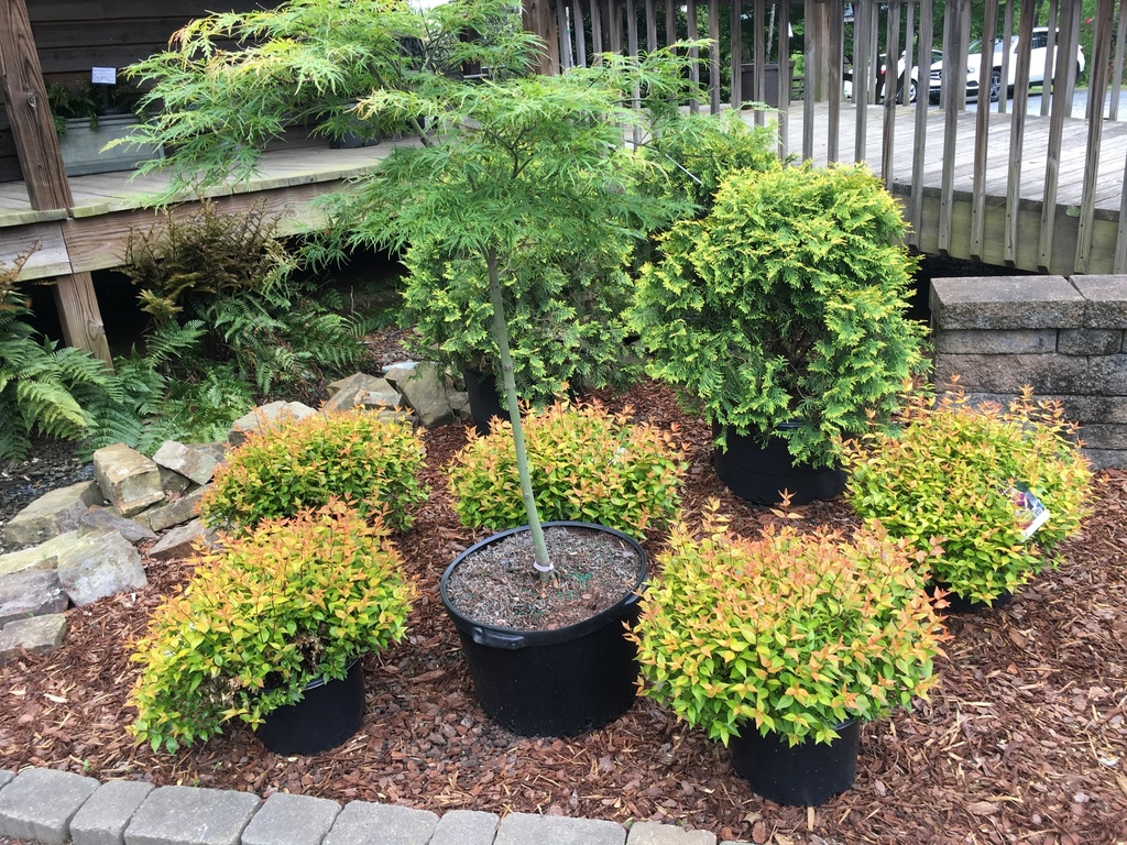 Waterfall Japanese Maple | Weeping Laceleaf Ornamental Tree