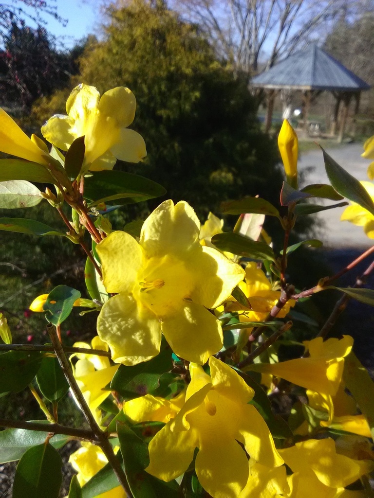 Carolina Jasmine 'Margarita' – Yellow Evergreen Vine - image 2