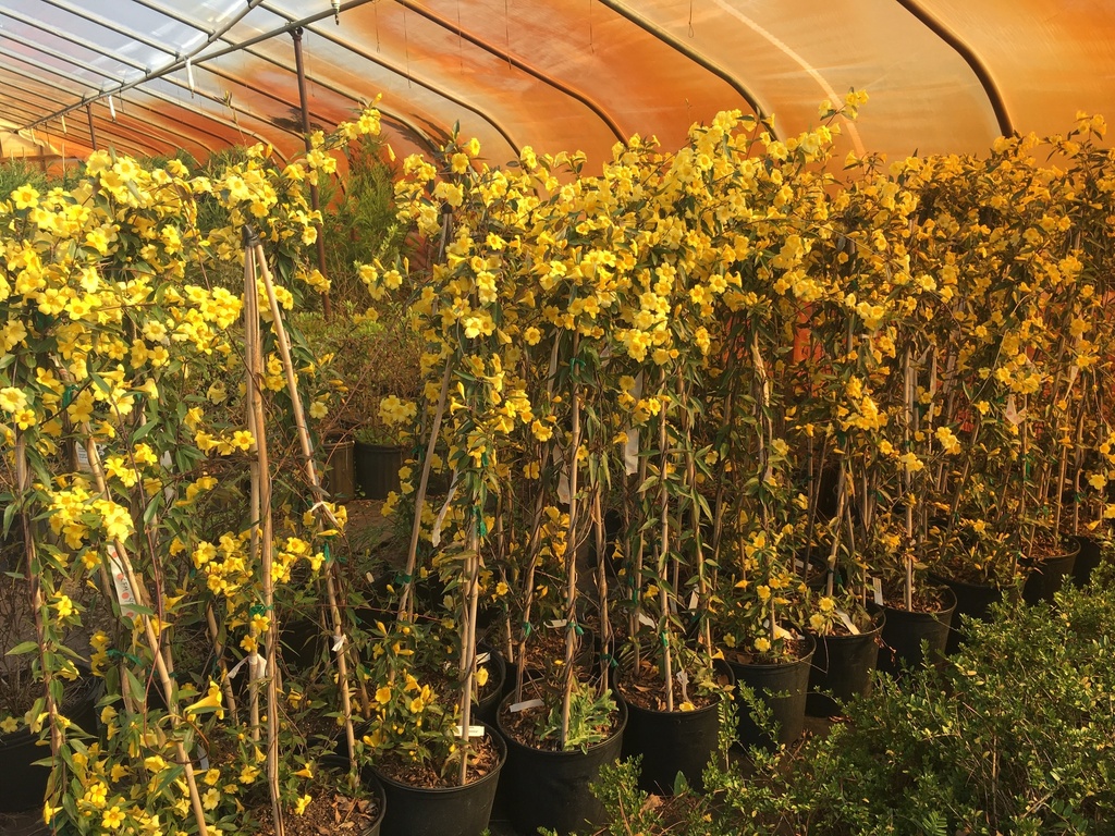 Carolina Jasmine 'Margarita' – Yellow Evergreen Vine - image 3