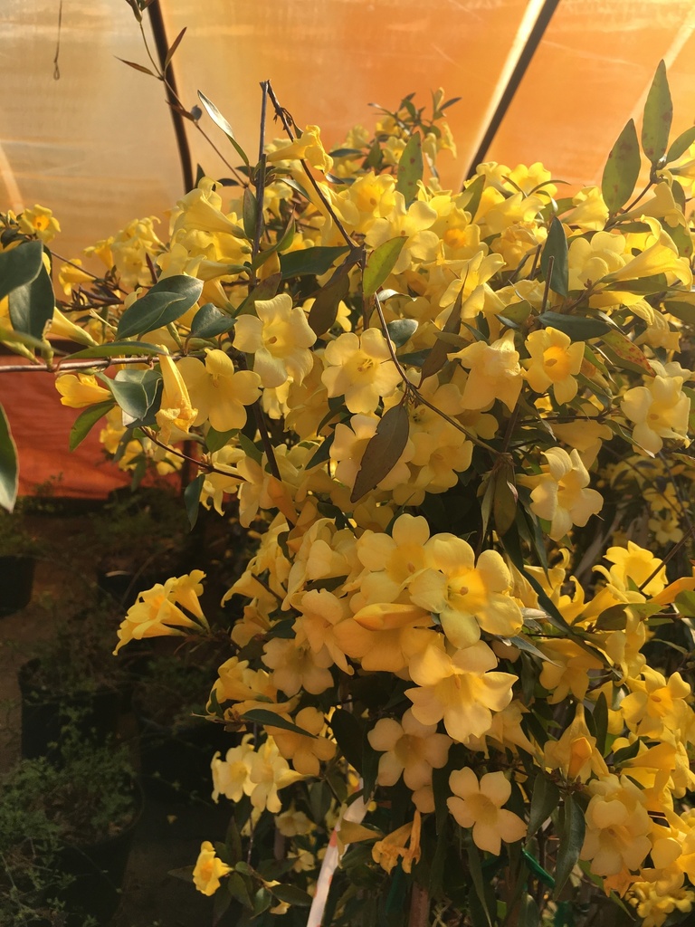 Carolina Jasmine 'Margarita' – Yellow Evergreen Vine - image 4