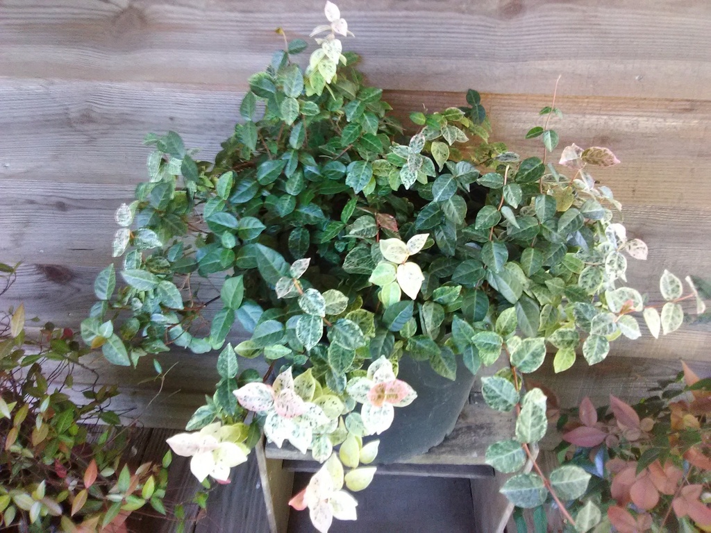 Snow-N-Summer™ Asiatic Jasmine | Variegated Evergreen Vine - image 2