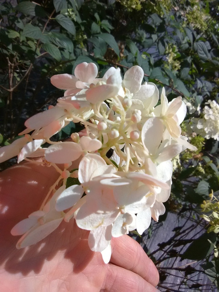 Fire Light® Hydrangea (Hydrangea paniculata 'Fire Light') - image 2