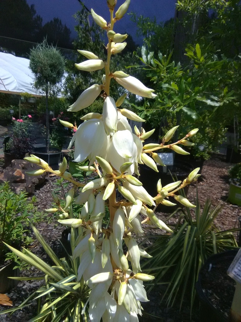 Color Guard Yucca - Adam's Needle (Yucca filamentosa) - image 2