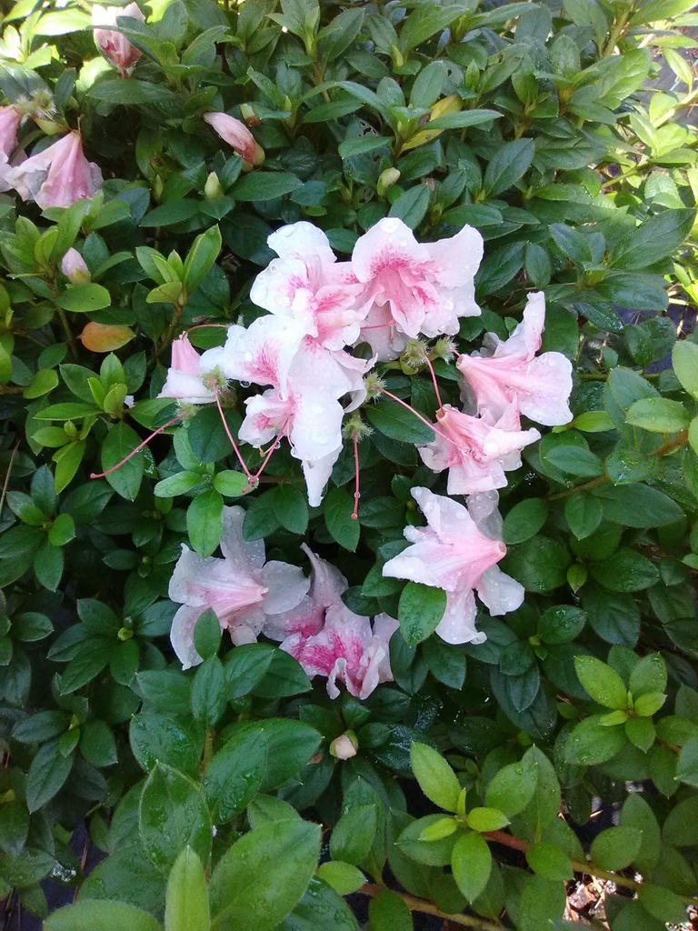 Autumn Belle Encore Azalea – Reblooming Pink Evergreen Shrub - image 2