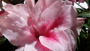 Autumn Belle Encore Azalea – Reblooming Pink Evergreen Shrub - image 3