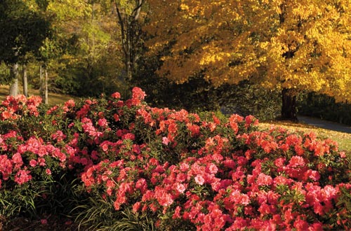 Autumn Monarch Encore Azalea - image 2