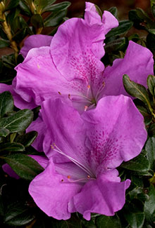Autumn Lilac Encore Azalea - Reblooming Lavender Evergreen - image 2