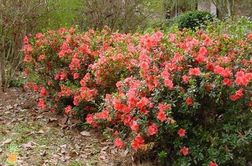 Autumn Coral Encore Azalea - image 2