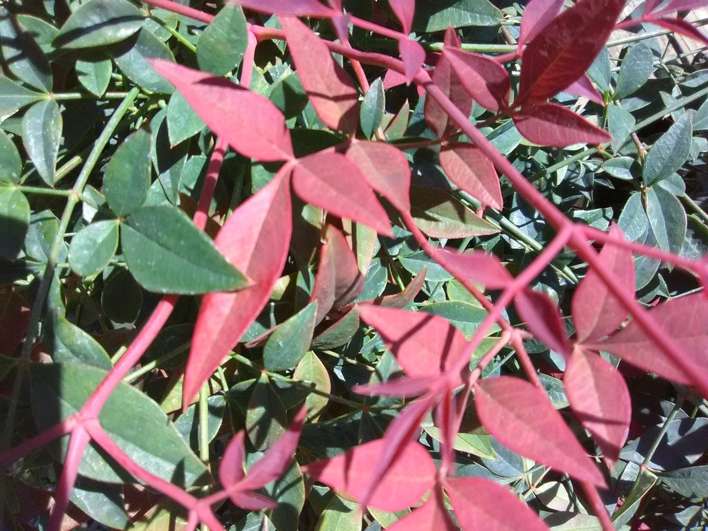 Obsession Nandina (Nandina domestica 'Seika') - image 2