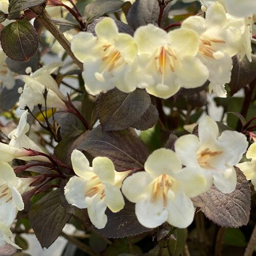 Wine and Spirits Weigela - image 2