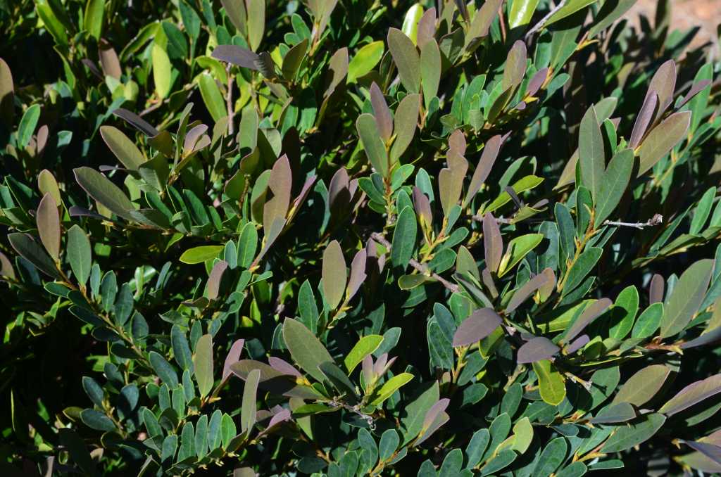 Cinnamon Girl™ Distylium - Evergreen Compact Shrub - image 2