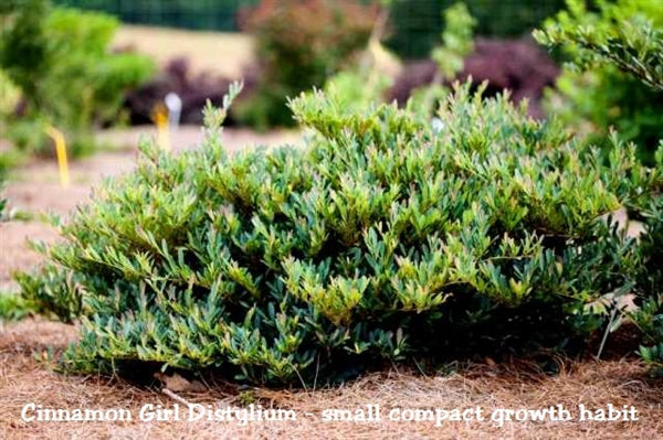 Cinnamon Girl™ Distylium - Evergreen Compact Shrub - image 3