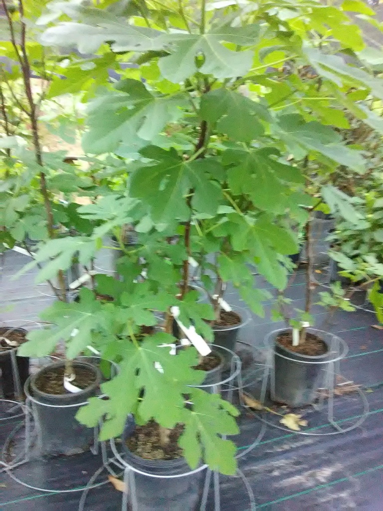 Celeste Fig Tree – Cold-Hardy, Sweet Fruit | Ficus carica - image 2