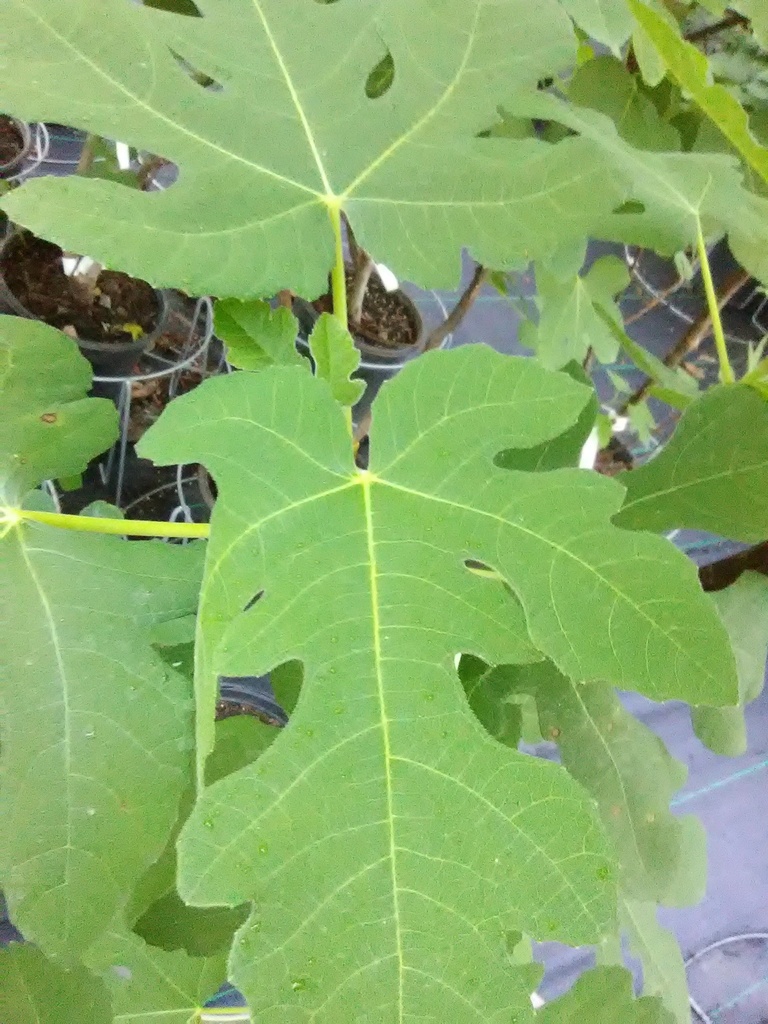 Celeste Fig Tree – Cold-Hardy, Sweet Fruit | Ficus carica - image 3