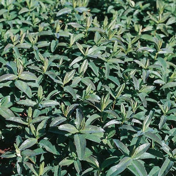 St. John's Wort 'Aaron's Beard' (Hypericum calycinum) - image 2
