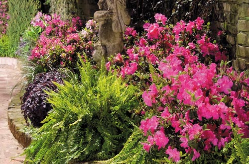 Autumn Empress Encore Azalea - image 2