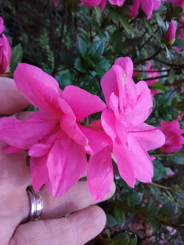 Autumn Empress Encore Azalea - image 3