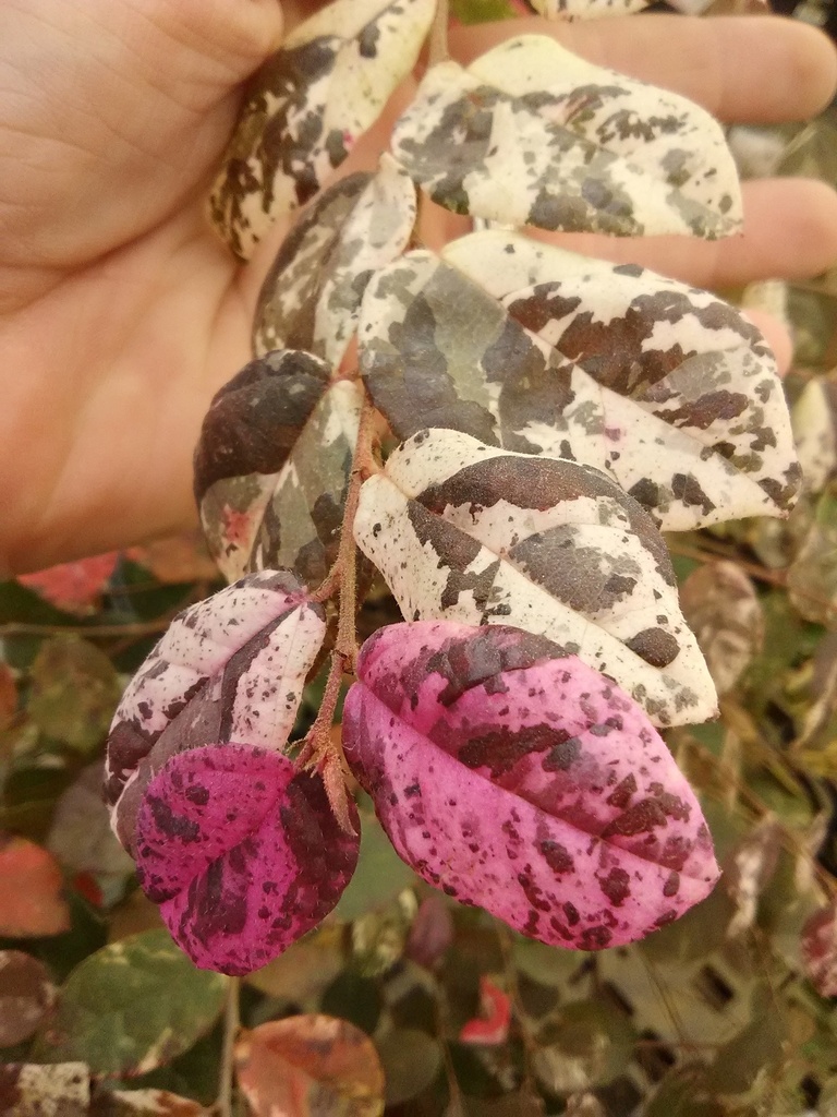 Jazz Hands Variegated Loropetalum - image 2