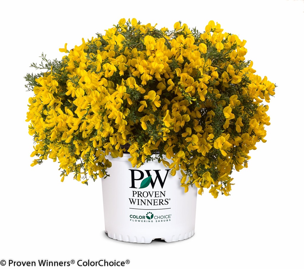 Sister Golden Hair Scotch Broom (Cytisus 'Sister Golden Hair') - image 2