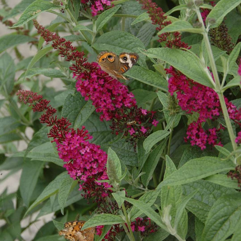Miss Molly Butterfly Bush | Fuchsia-Red Pollinator Shrub