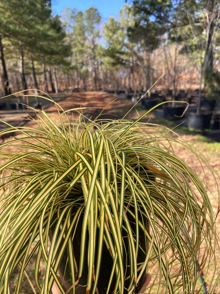 Evergold Japanese Sedge (Carex oshimensis 'Evergold') - image 2
