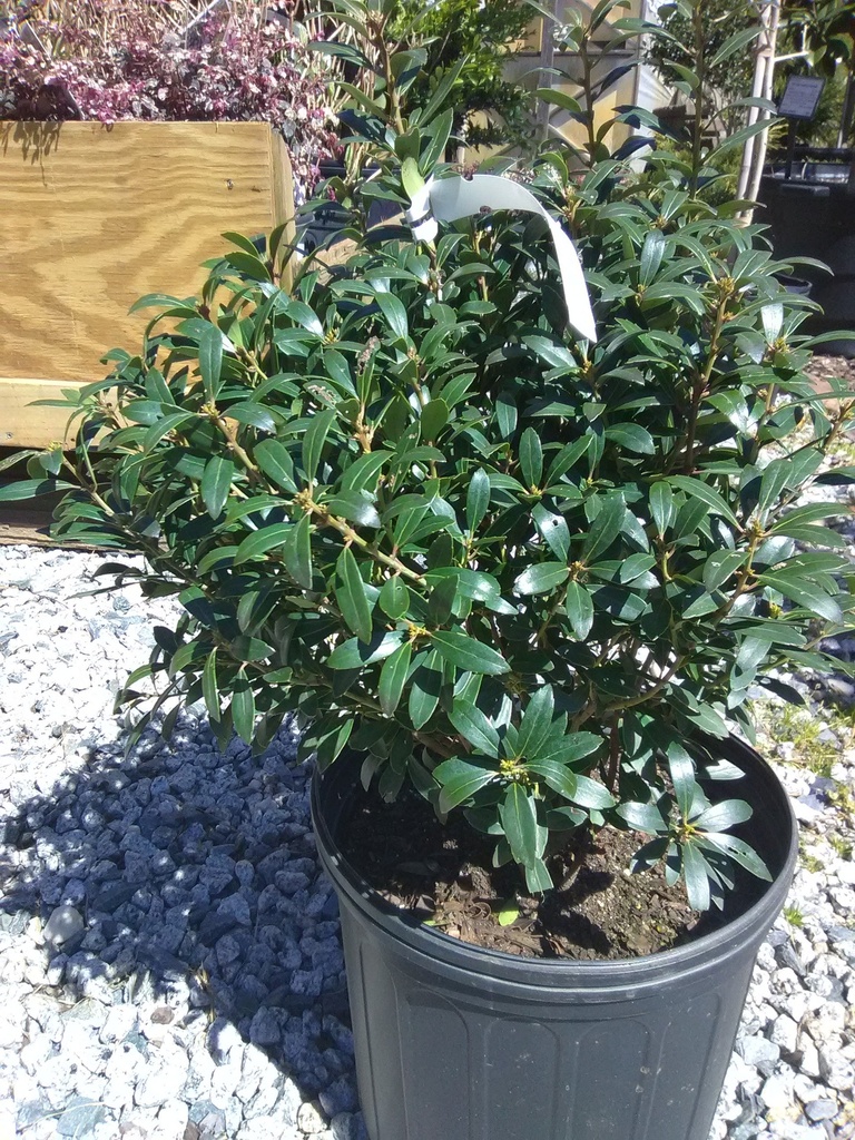 Shamrock Inkberry Holly (Ilex glabra 'Shamrock') - image 2