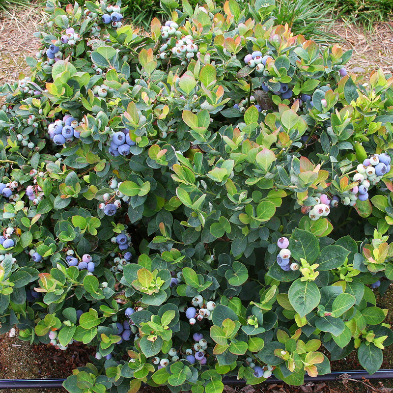 Peach Sorbet Blueberry - Compact Highbush - image 2