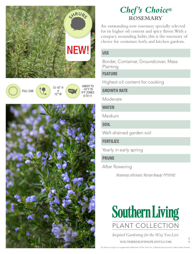 Chef's Choice Rosemary – Creeping Evergreen Herb - image 2