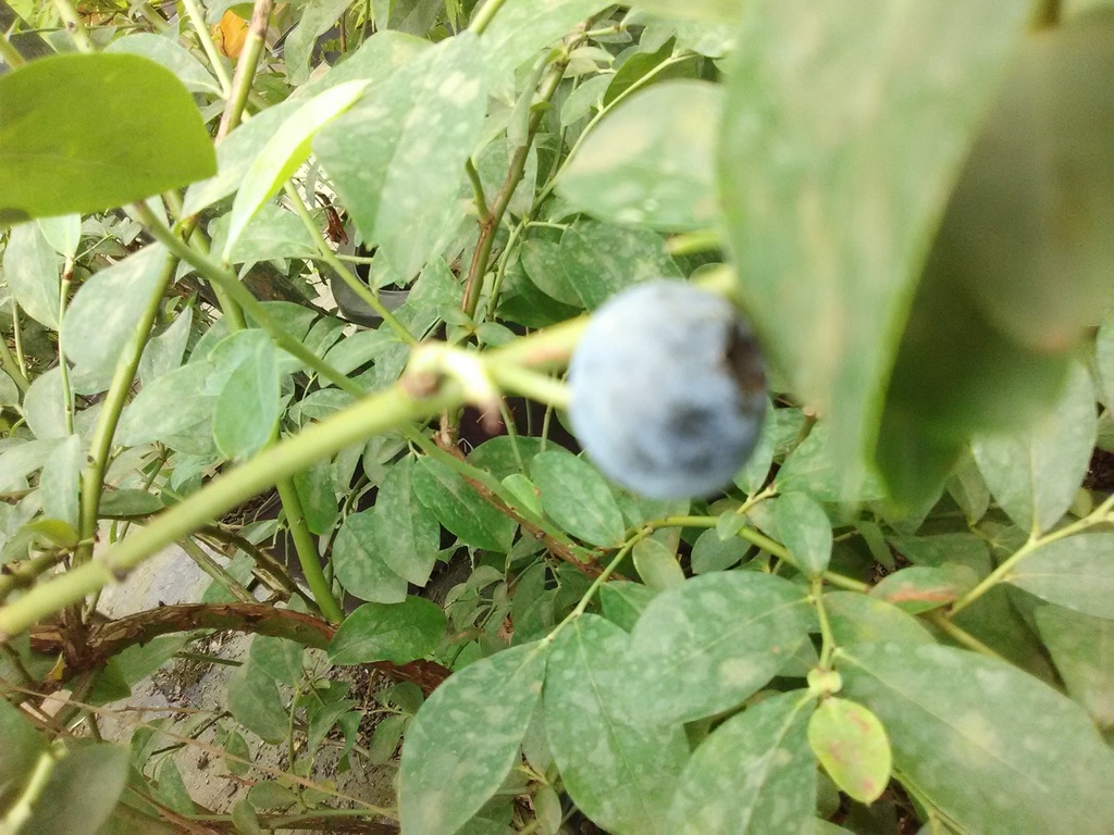 Woodard Rabbiteye Blueberry - image 2