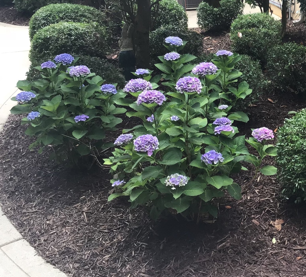 Dear Dolores Hydrangea - Reblooming Mophead - image 2