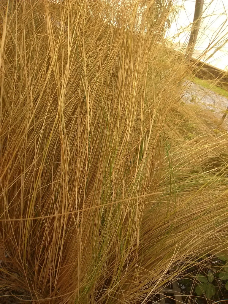 Mexican Feather Grass (Nassella tenuissima) - image 2