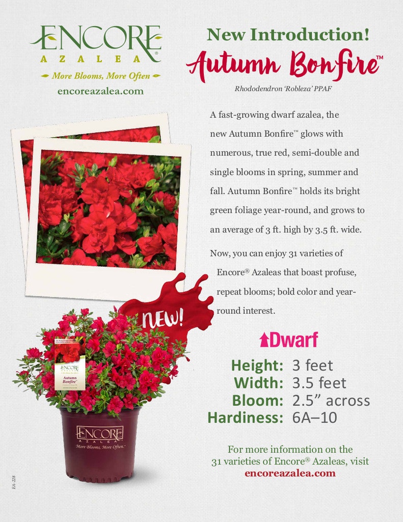 Autumn Bonfire Encore Azalea - image 2