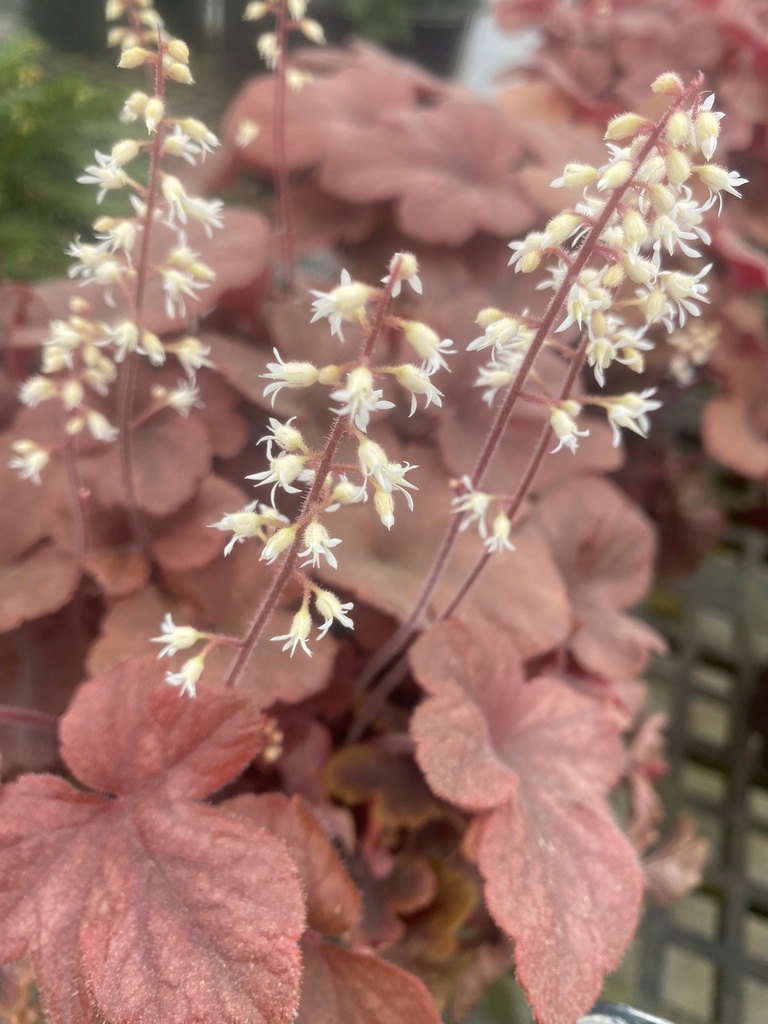 Buttered Rum Heucherella - Deer Resistant Shade Perennial - image 2