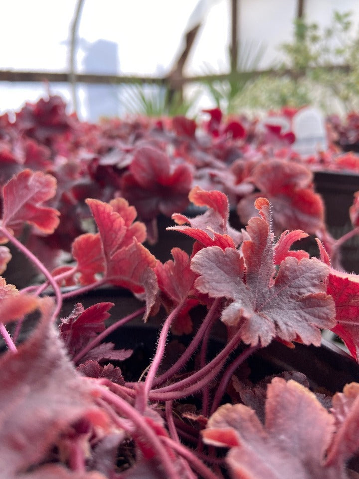 Buttered Rum Heucherella - Deer Resistant Shade Perennial - image 3