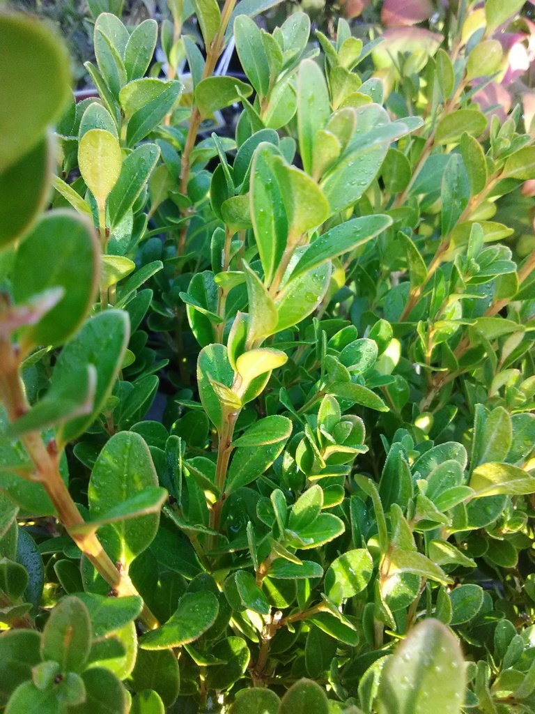 Wintergreen Boxwood | Buxus sinica var. insularis - image 2