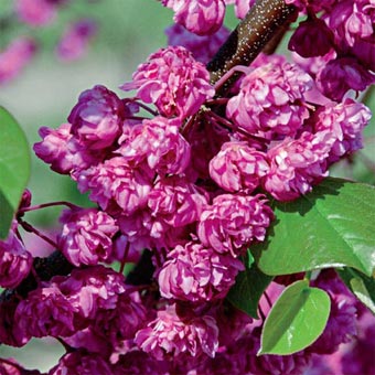 Redbud 'Pink Pom Poms' - Cercis x NC State Selection - image 2
