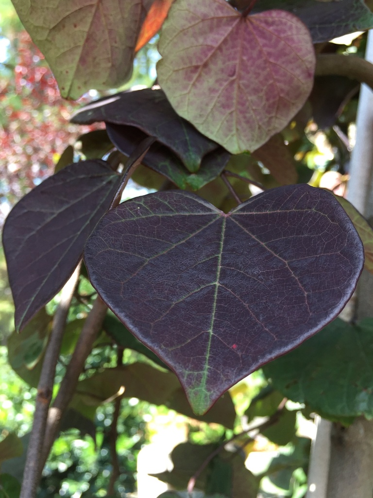 Ruby Falls Weeping Redbud - image 2