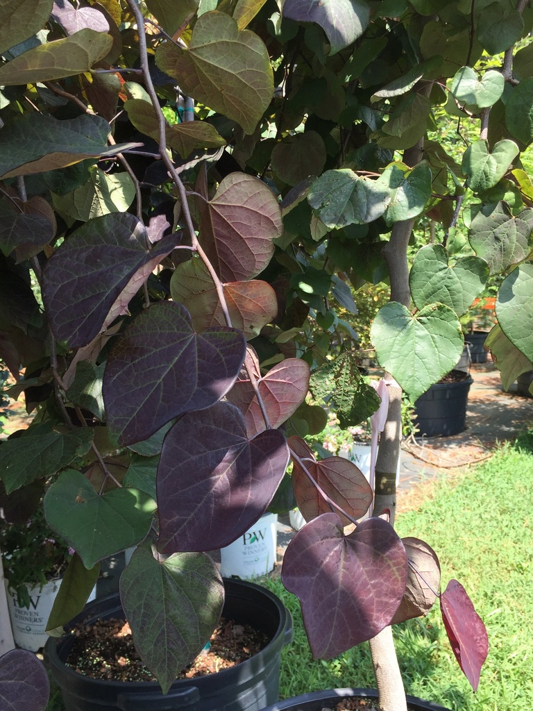 Ruby Falls Weeping Redbud - image 3