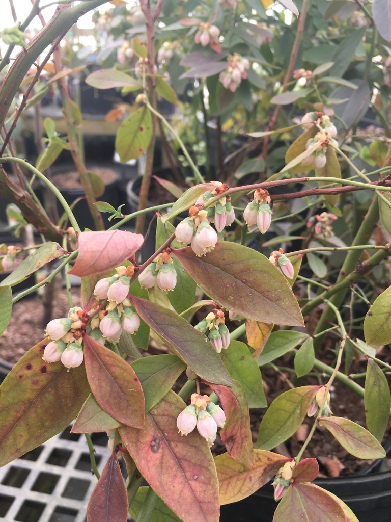 Sunshine Blue Blueberry - Southern Highbush - image 2