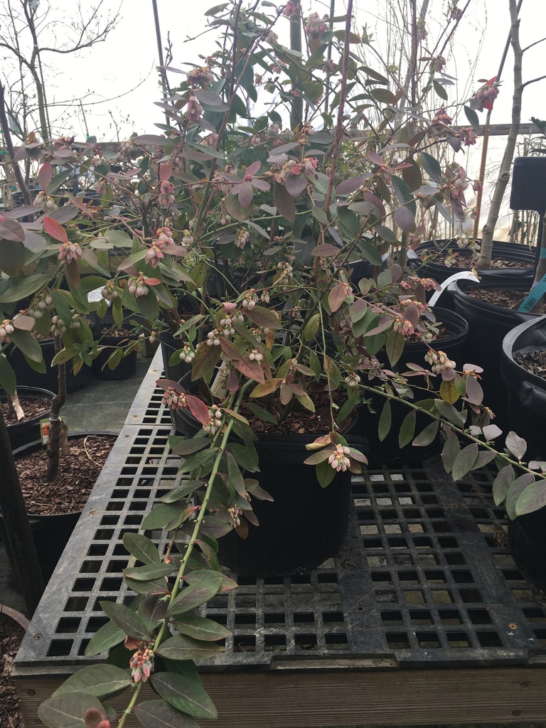 Sunshine Blue Blueberry - Southern Highbush - image 3
