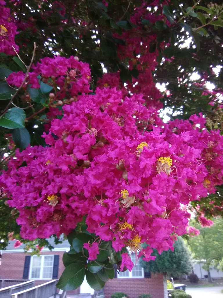 Delta Fuchsia Crape Myrtle – Dark Burgundy Foliage - image 2