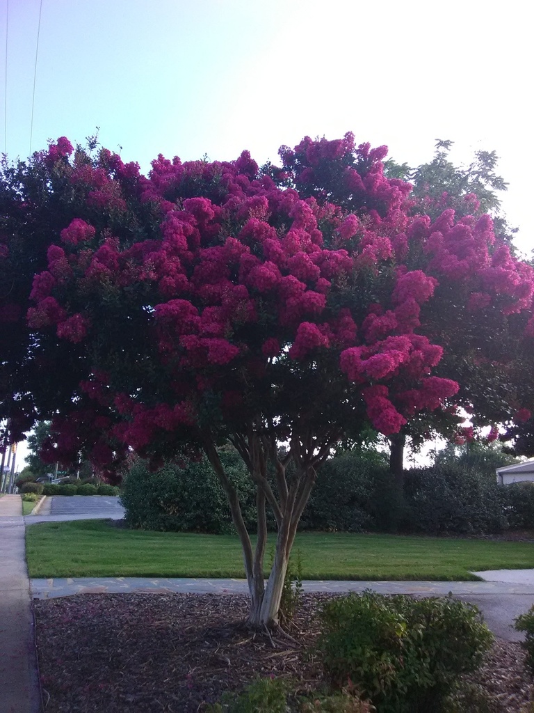 Delta Fuchsia Crape Myrtle – Dark Burgundy Foliage - image 3