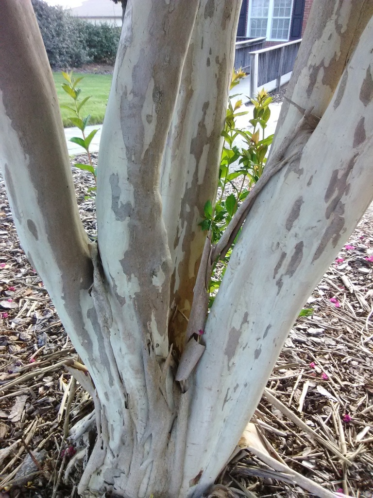 Delta Fuchsia Crape Myrtle – Dark Burgundy Foliage - image 4