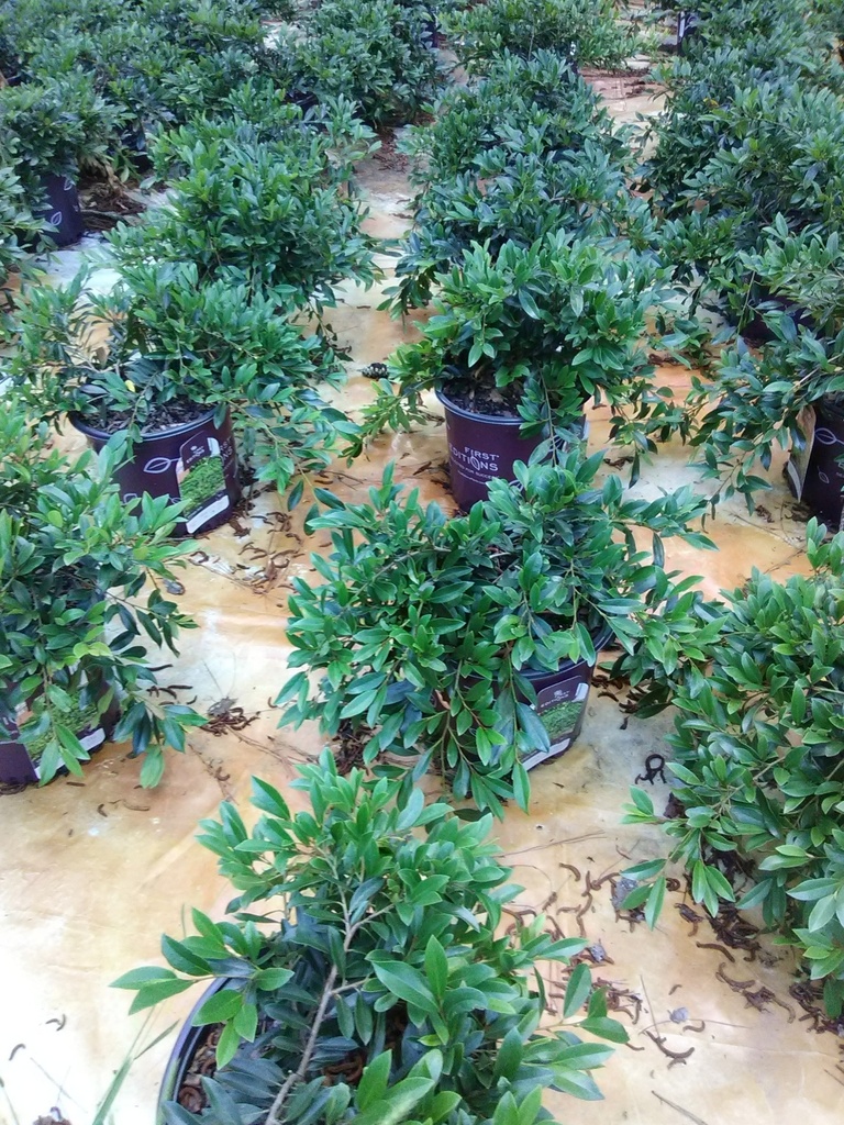Vintage Jade Distylium - Low-Maintenance Evergreen Shrub - image 2