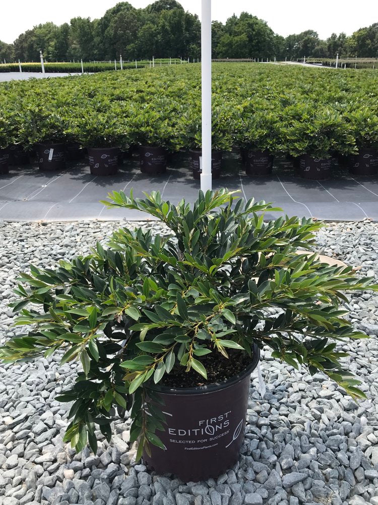 Vintage Jade Distylium - Low-Maintenance Evergreen Shrub - image 3