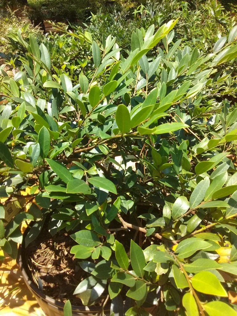 Vintage Jade Distylium - Low-Maintenance Evergreen Shrub - image 4