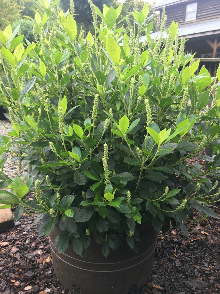 Summersweet 'Hummingbird' Clethra - image 2